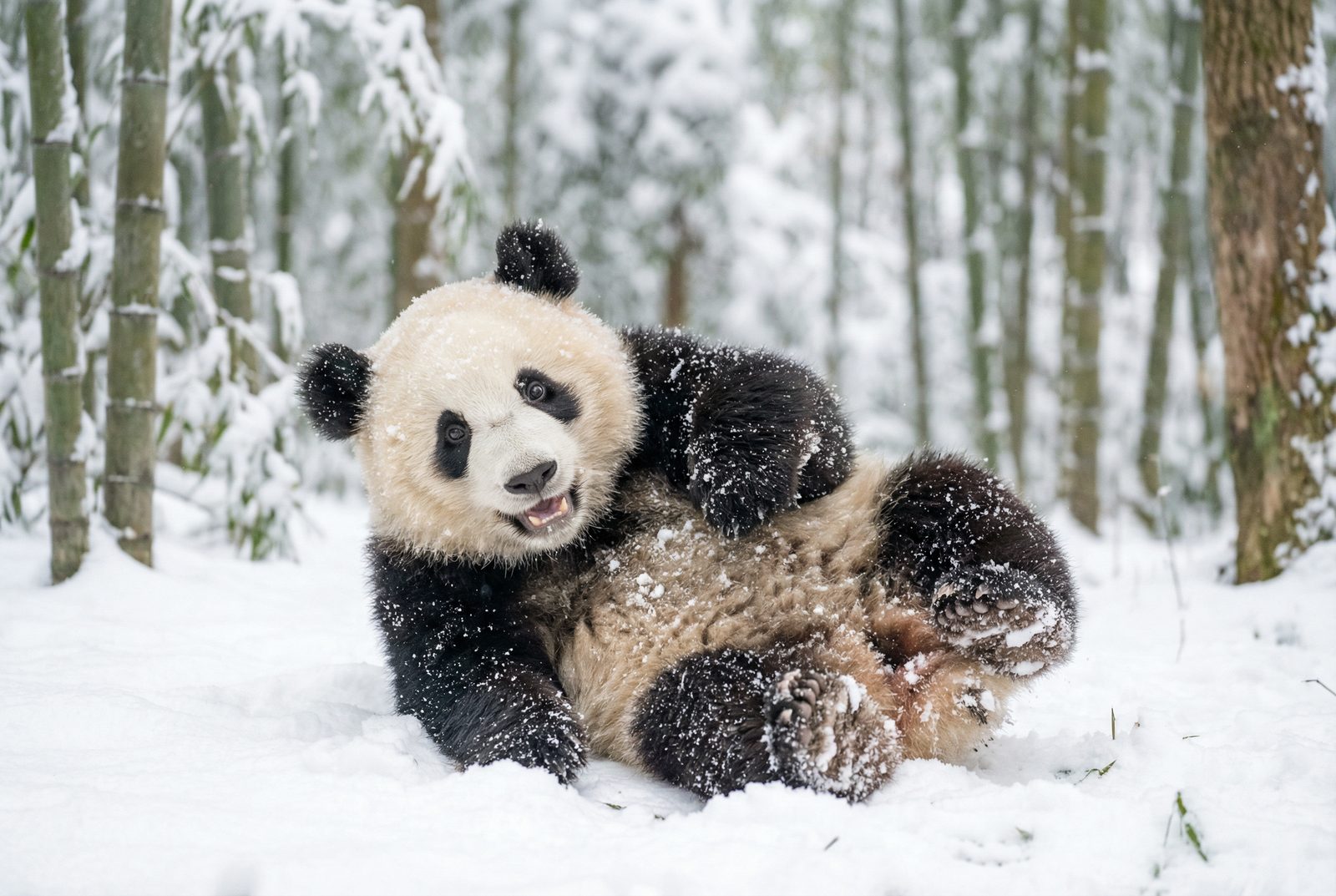 猎奇熊猫雪地嬉戏视频
