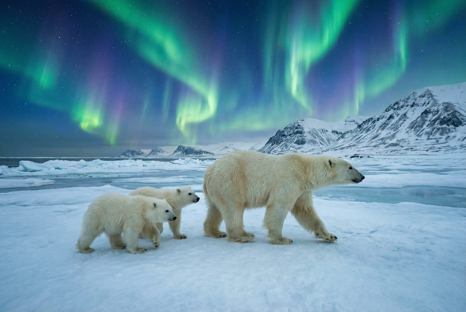猎奇北极熊极光视频